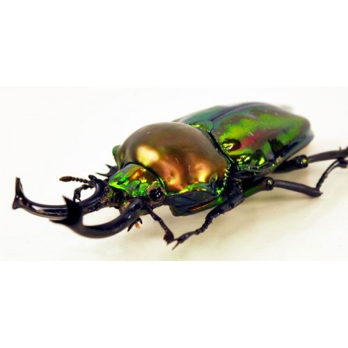 Phalacrognathus muelleri 57-59 mm green