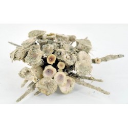 Goniocidaris Clypeata 90