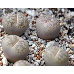 LITHOPS coleorum  SH1500