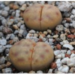 LITHOPS dinteri multipunctata C181