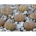 LITHOPS julii SB2157