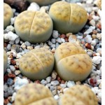 LITHOPS karasmontana Klein Karas green