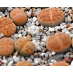 LITHOPS karasmontana Klein Karas reed