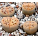 LITHOPS karasmontana  'jacobseniana' C227