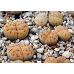 LITHOPS karasmontana  'mickbergensis' C327