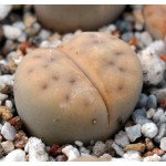 LITHOPS karasmontana  'signalberg' C65