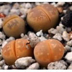 LITHOPS olivacea nebrown