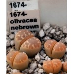 LITHOPS olivacea nebrownii C162B