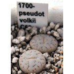 LITHOPS pseudotruncatella ssp volkii C69