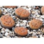 LITHOPS schwant'gulielmi' C184