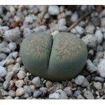 LITHOPS villetii C194
