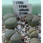 LITHOPS villetii C195