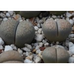 LITHOPS villetii deboeri C230A