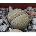 LITHOPS villetii kennedyi C123