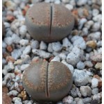 LITHOPS villetii kennedyi C197