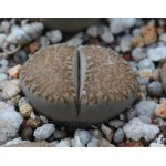 LITHOPS villetii kennedyi C199