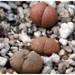 LITHOPS villetii  kennedyi C228