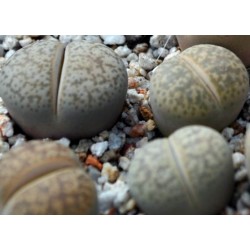 Dinterops F2 X LITHOPS leslei C1