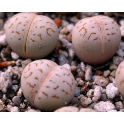 Dinteranthus vanzylii