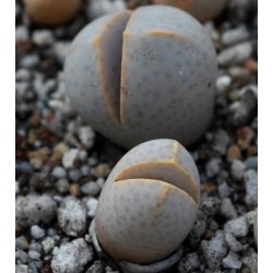 Dinteranthus wilmotianus CM57