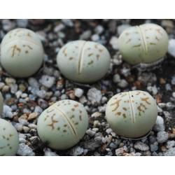 Dinteranthus vanzylii PV 644 