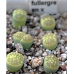Lithops julii  v. fulleri 'Fullergreen'