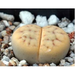 Hybrid Lithops karasm. C327 X dorotheae C300