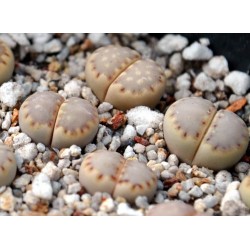 Hybrid Lithops karasm.C327 X julii c203