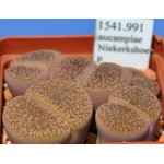 LITHOPS aucampiae Niekerkshoep