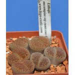 LITHOPS aucampiae ssp euniceae C48