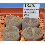 LITHOPS aucampiae v fluminalis C54