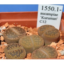 LITHOPS  aucampiae `Kuruman' C12
