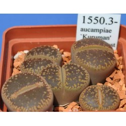 LITHOPS  aucampiae `Kuruman' C173