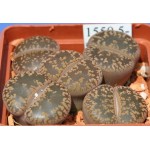 LITHOPS aucampiae `Kuruman' C325