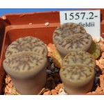 LITHOPS bromfieldii C348 variable