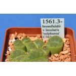 LITHOPS bromfieldii v insularis 'sulphurea' C362