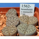 LITHOPS bromfieldii v mennellii C44