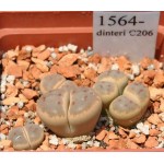LITHOPS dinteri C206 
