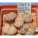 LITHOPS dinteri ssp multipunctata C326 