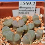 LITHOPS divergens v amethystina SH1323 