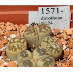 LITHOPS dorotheae C124 