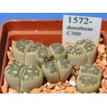 LITHOPS dorotheae C300 