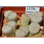 LITHOPS francisci C140 