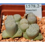 LITHOPS francisci C371 
