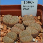 LITHOPS fulviceps C266 