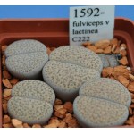 LITHOPS fulviceps v lactinea C222 
