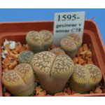 LITHOPS gesineae v annae C78 