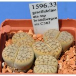 LITHOPS gracilidelineata ssp brandbergensis C383 