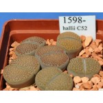LITHOPS hallii C52 
