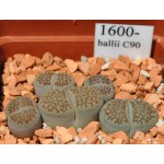 LITHOPS hallii C90 